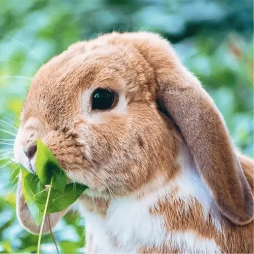 LAO shampoings naturels tests cosmétiques animaux 