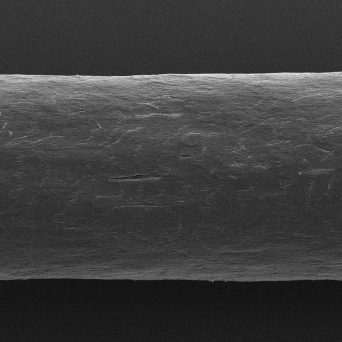 Cheveu régénéré vu au microscope