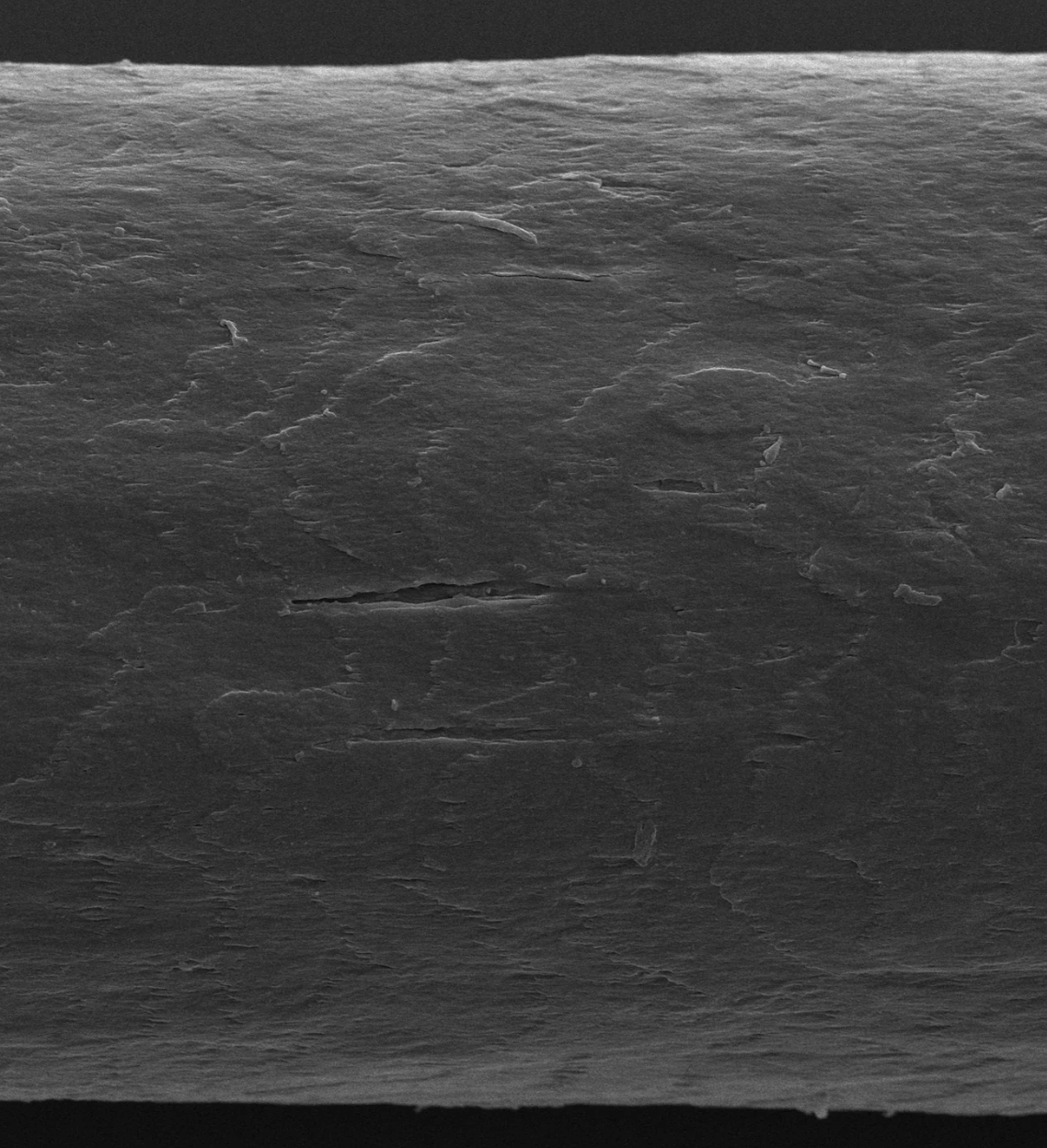 Cheveu régénéré après la Cure Régénérante PEPTICARE, microscope électronique à balayage, cuticule refermée